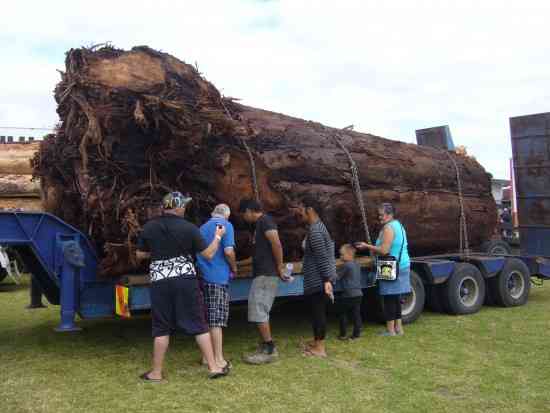 THIS ANCIENT KAURI 'STUMP' IS MASSIVE