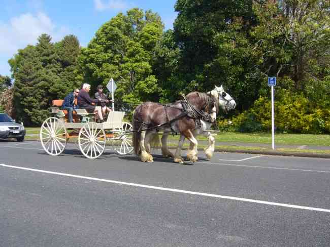 You can travel like this in KERIKERI