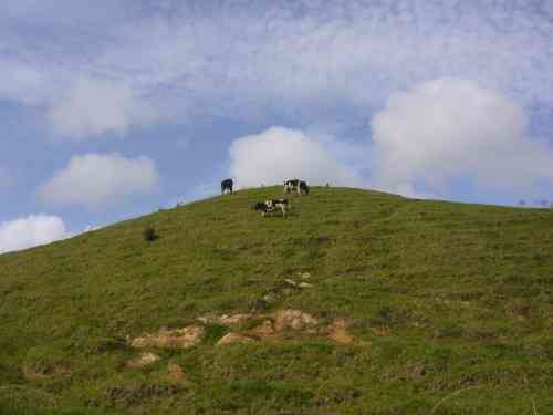 "CATTLE ON A THOUSAND HILLS" 