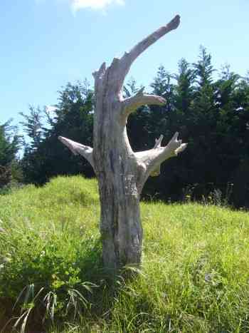THE DEAD TREE