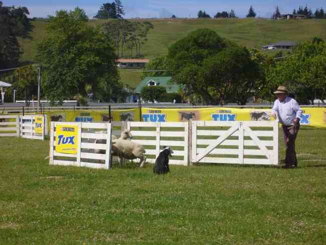 SHEEPDOG TRIALS