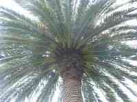 Palmtree