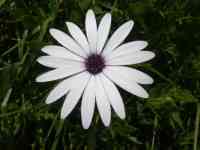 Who know the name of the Flower?