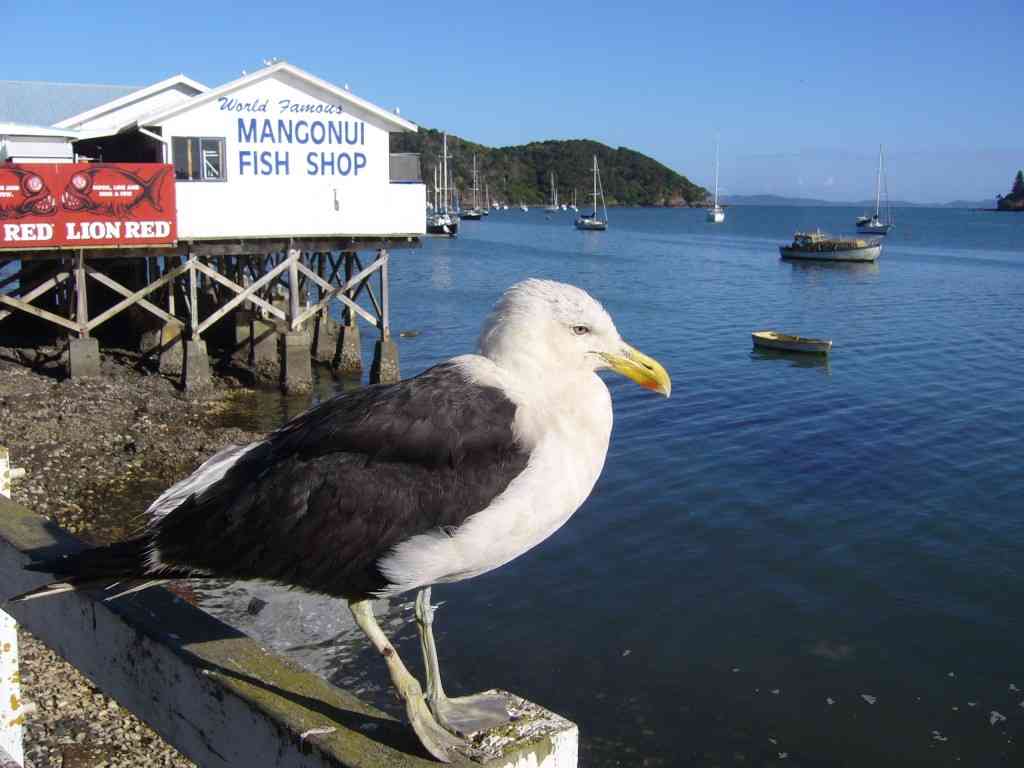 Mangonui