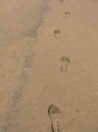 FOOTSTEPS