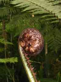 KORU