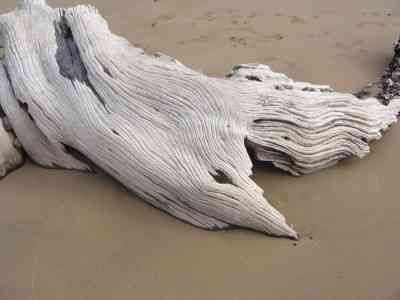 Driftwood at HIHI, Northland/ NZ