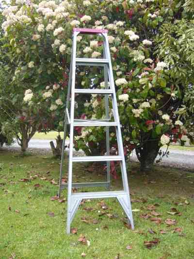 Ready to trim the bushes