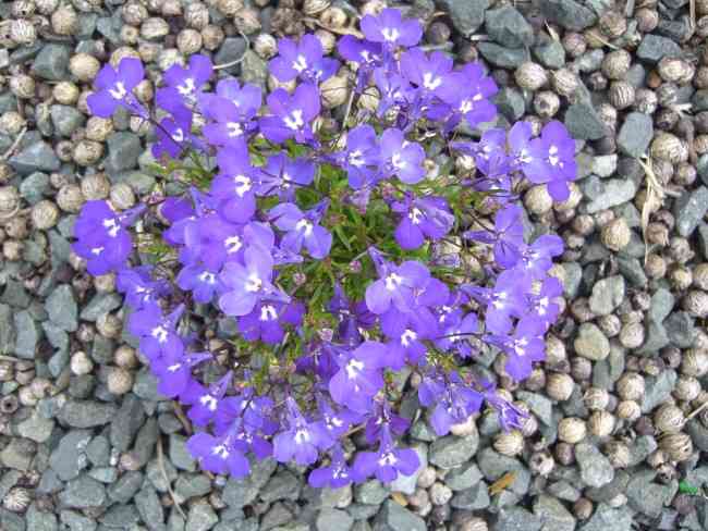 The Flower on the Driveway