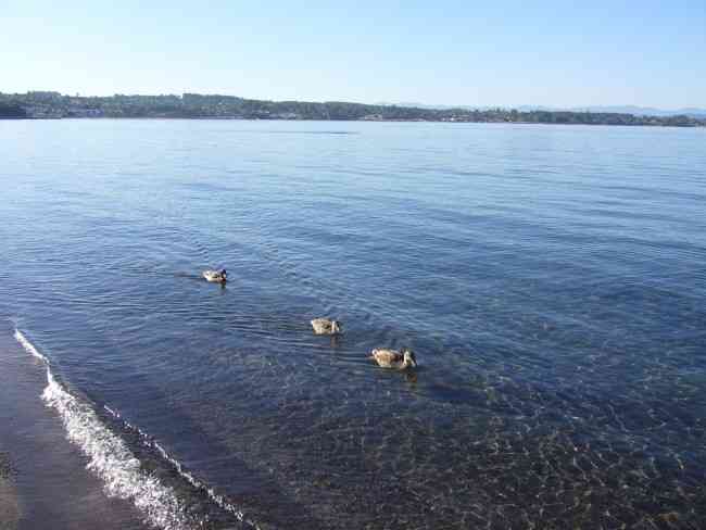 Walk along Lake Taupo