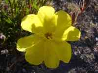 Flowers at Lake Taupo