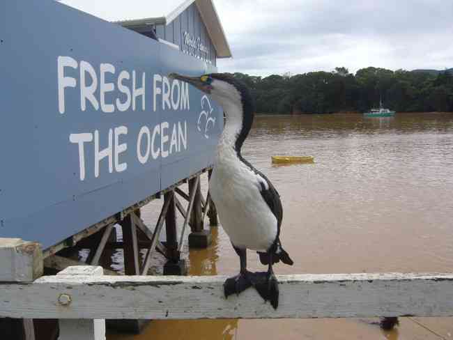 Mangonui Today