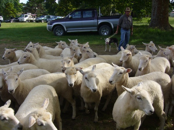 "Die Not ist Gottes Schaeferhund. wodurch er seine verlaufenen Schaeflein zur Herde zurueckbringt." - W. Busch