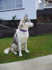 Siberian Husky