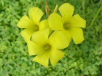 Beach Flowers