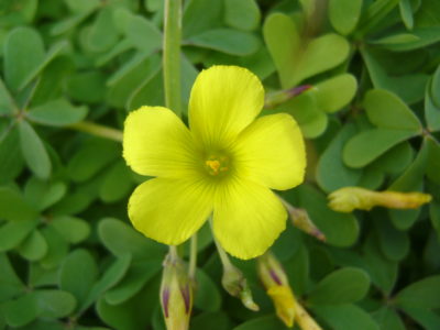 Beach Flower