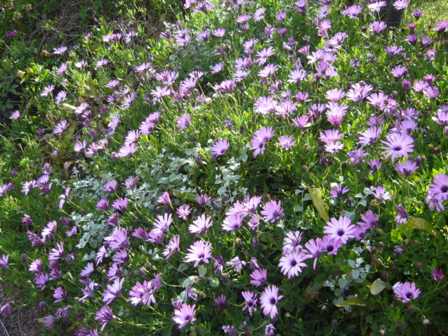 Flower at the roadside